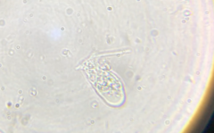 Hartmannellidae