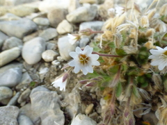 Cerastium nigrescens arcticum