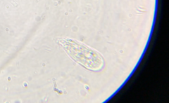 Hartmannellidae