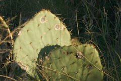 Phyllosticta concava