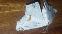 Sericoptera mahometaria