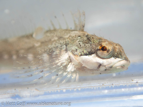 Sharpnose Sculpin