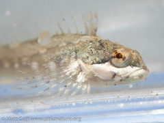 Clinocottus acuticeps