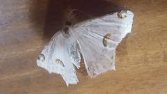 Sericoptera mahometaria