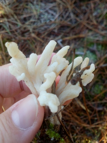 wrinkled club fungus