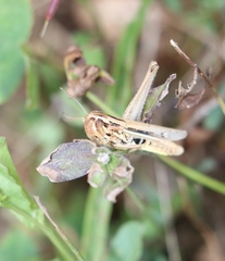 Euchorthippus pulvinatus