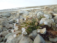 Cerastium nigrescens arcticum