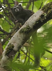 Saguinus fuscicollis