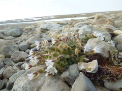 Cerastium nigrescens arcticum