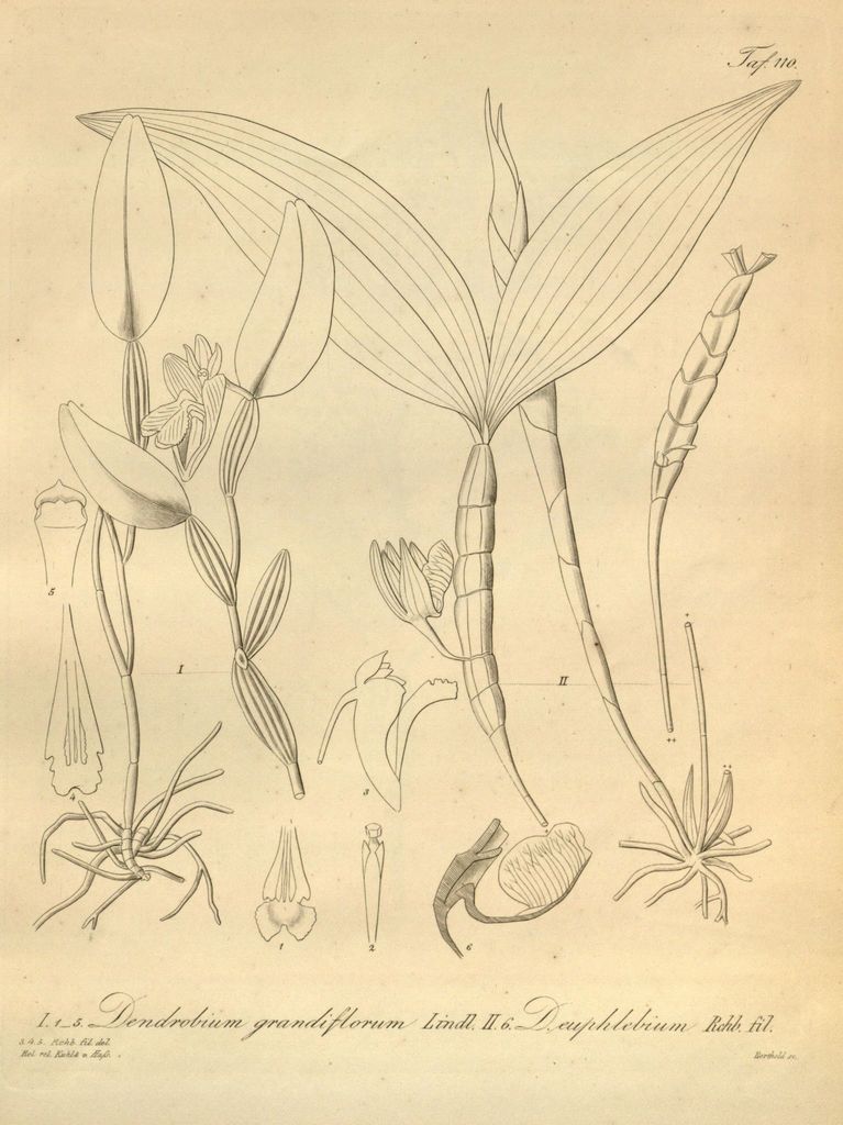 Dendrobium spurium