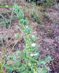 Echium italicum