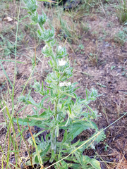Echium italicum