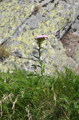 Achillea roseo-alba