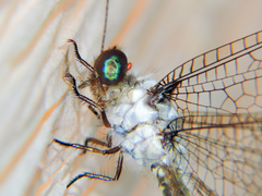 Amoea latipennis