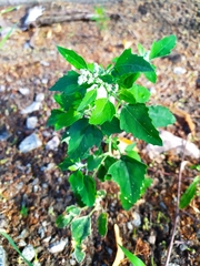 Chenopodium album