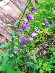 Campanula rapunculoides
