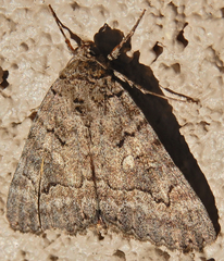 Catocala chelidonia