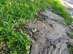 Campanula rapunculoides