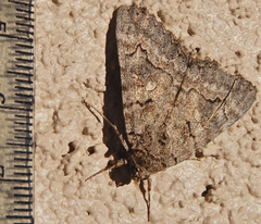 Catocala chelidonia