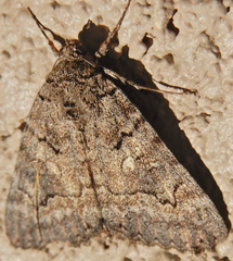 Catocala chelidonia