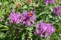 Centaurea nervosa