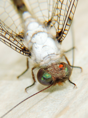 Amoea latipennis