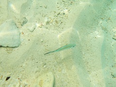 Caranx ruber