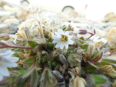 Cerastium nigrescens arcticum