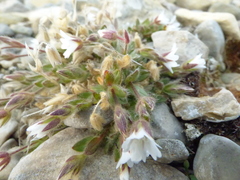 Cerastium nigrescens arcticum