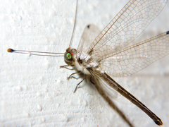 Amoea latipennis