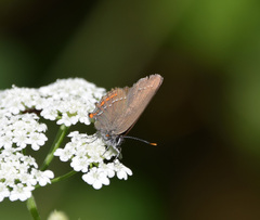 Satyrium ilicis