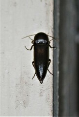 Diplostethus texanus