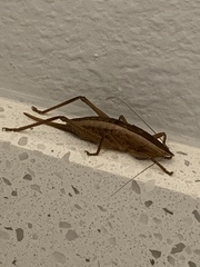 Belocephalus