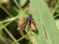 Ancyloxypha numitor