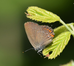 Satyrium ilicis
