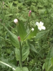 Epilobium roseum
