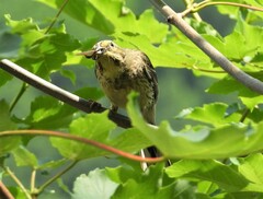 Emberizidae