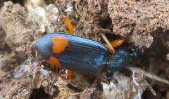 Chlaenius fasciger