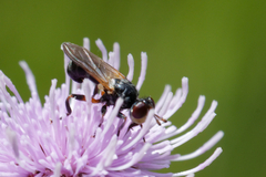 Thecophora
