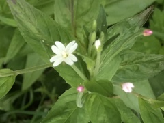 Epilobium roseum