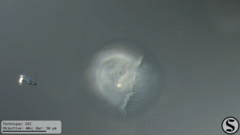 Vorticella campanula