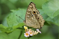 Junonia lemonias