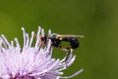 Thecophora