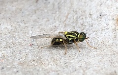 Oxycera variegata