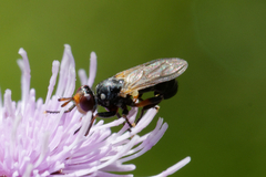 Thecophora