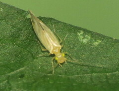 Xanthocaecilius sommermanae
