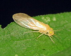 Xanthocaecilius sommermanae