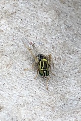 Oxycera variegata
