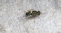 Oxycera variegata