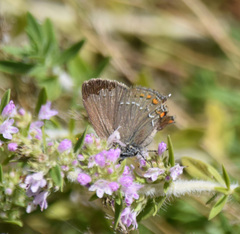 Satyrium ilicis